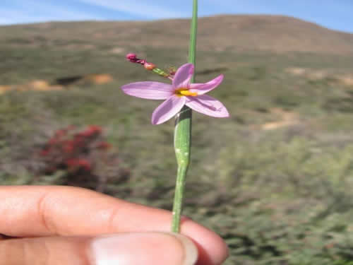 Flora 4